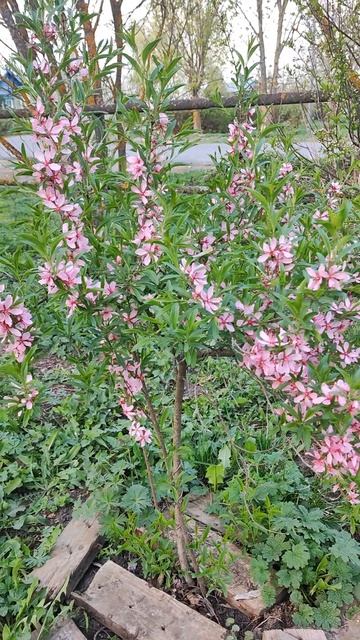 ЦВЕТЕТ СЛИВА И МИНДАЛЬ🌸🌼🌸