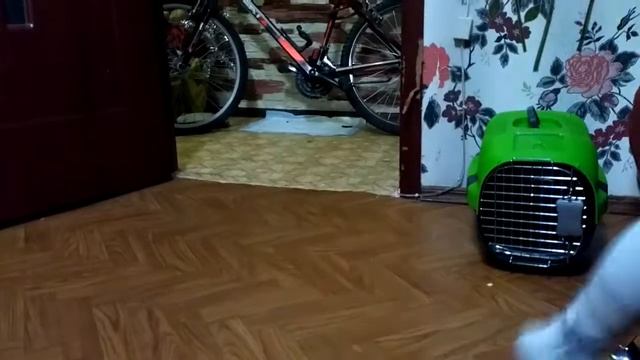 Шпиц подарок детям.