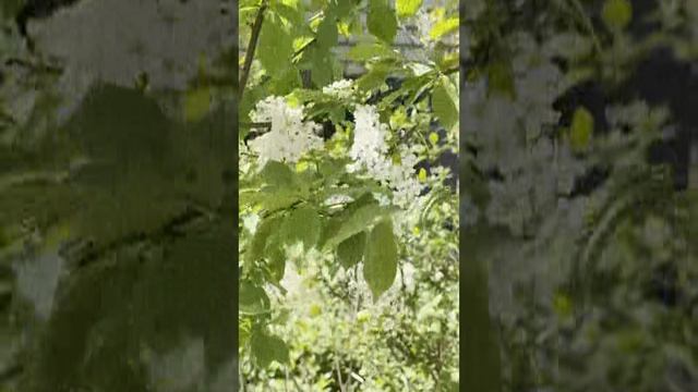 Следы в Природе: Жизнь животных в загадочных уголках мира