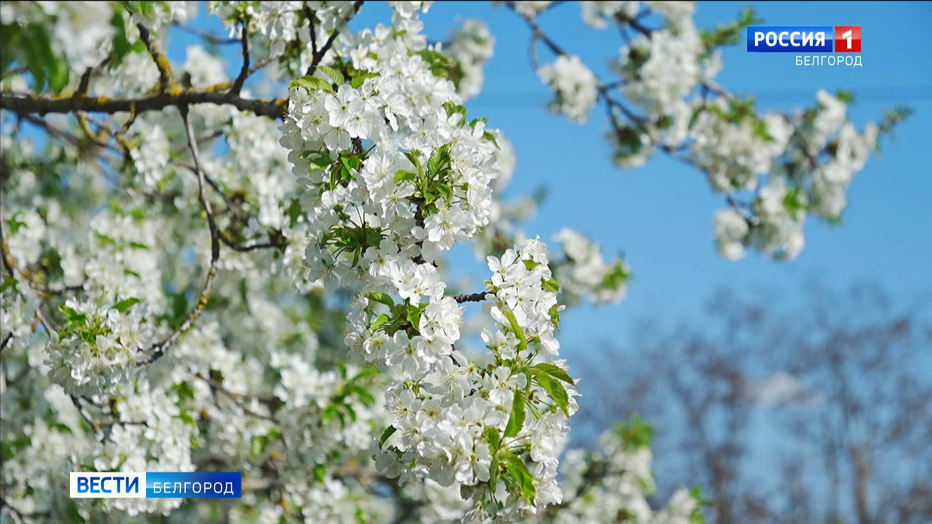 Итоговый выпуск «Вести. Белгород» от 27.04.2025