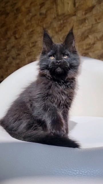 Odry Mos Lakshestar котенок мейн кун 2 месяца 26 дней.