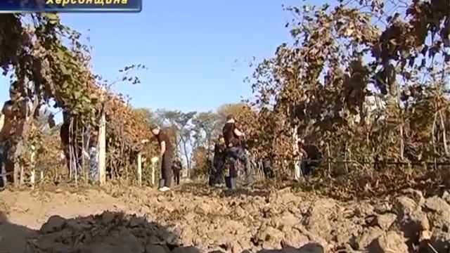 Анонс "Край контрастов". Виноделие