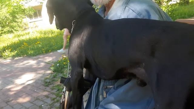 Гудзев Валентин  Алексеевич Chibo Щемиловка Был Пес Моя Жизнь Кино Музей Пса