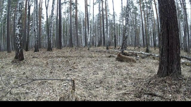Лосиха на отдыхе. Фотоловушка