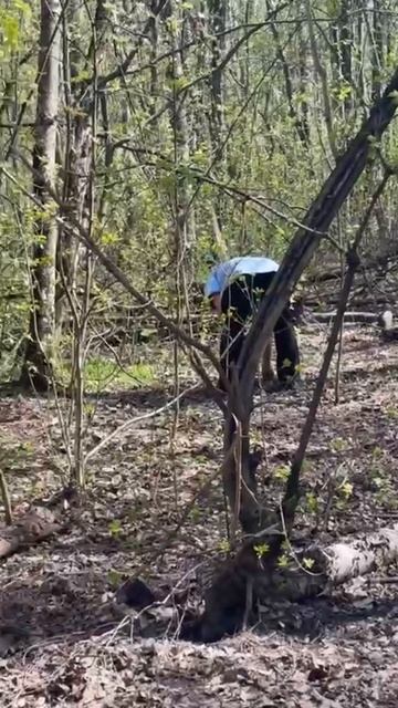 лес весна шашлык