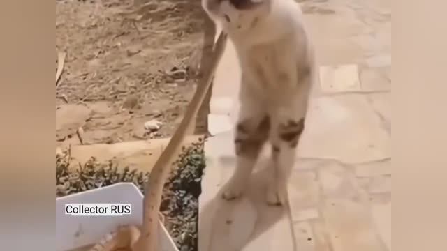 Молниеносная реакция кошек ⚡️