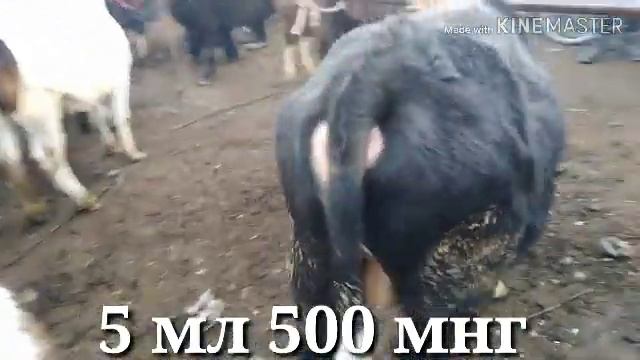 08 02 2020 куштепа шамби мол бозор нархлари