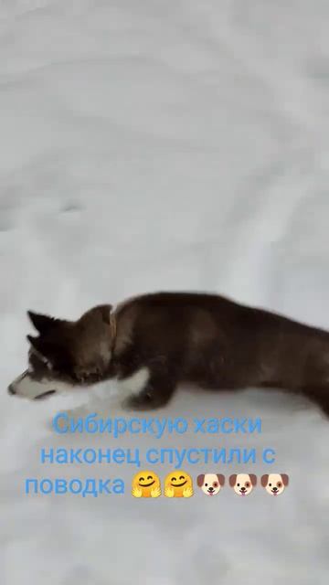 #хаски #шпиц #помски #снег #новый год