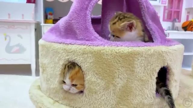Лайк Настя и котята учили цвета. Приключения Насти и кошечек