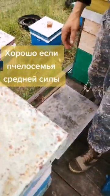 Про то как предугадать роение. #shorts #пасека #пасекаклимовых