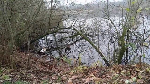 Природа Германии в начале  декабря.