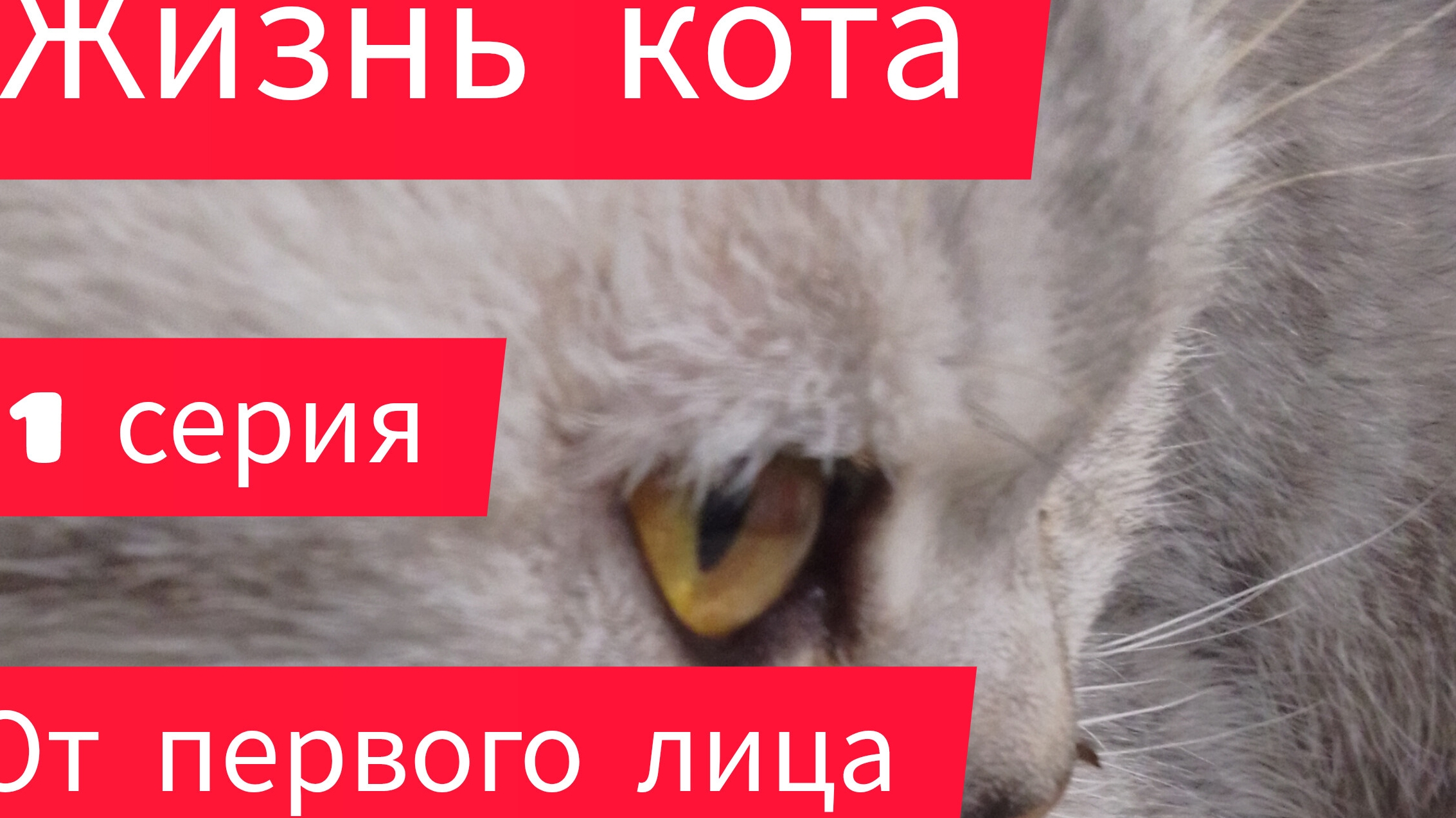 Жизнь кота от первого лица. Реальная жизнь — это новый сериал, 1 серия