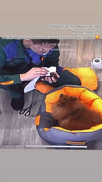 У нас снова пополнение!?😍 померанский шпиц Бэтти родила ✨подробности в телеграмме #щенки #шпиц