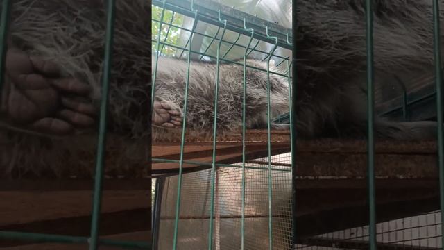 #ямыилюша #помощьбездомнымживотным #raccoon #анапа #reels