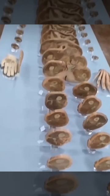 Макет разобранного человека