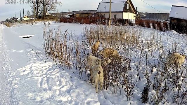 Абрикос пытается )