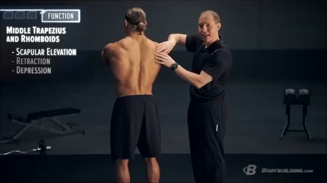 Back Anatomy & Training Program | Built By Science