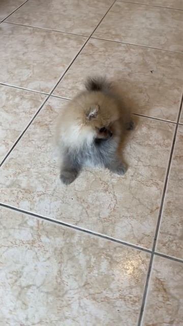 Боня в поиске нового дома🥰 Inst Love.mini.pets +79163070911☎️#шпицмосква #купитьшпица #москва #шпиц
