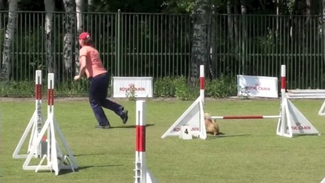 Чемпионат Санкт-Петербурга по аджилити 02.06.13 г., v35