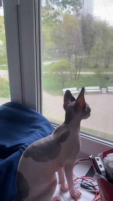 Для все котиков на окне 😉🐾