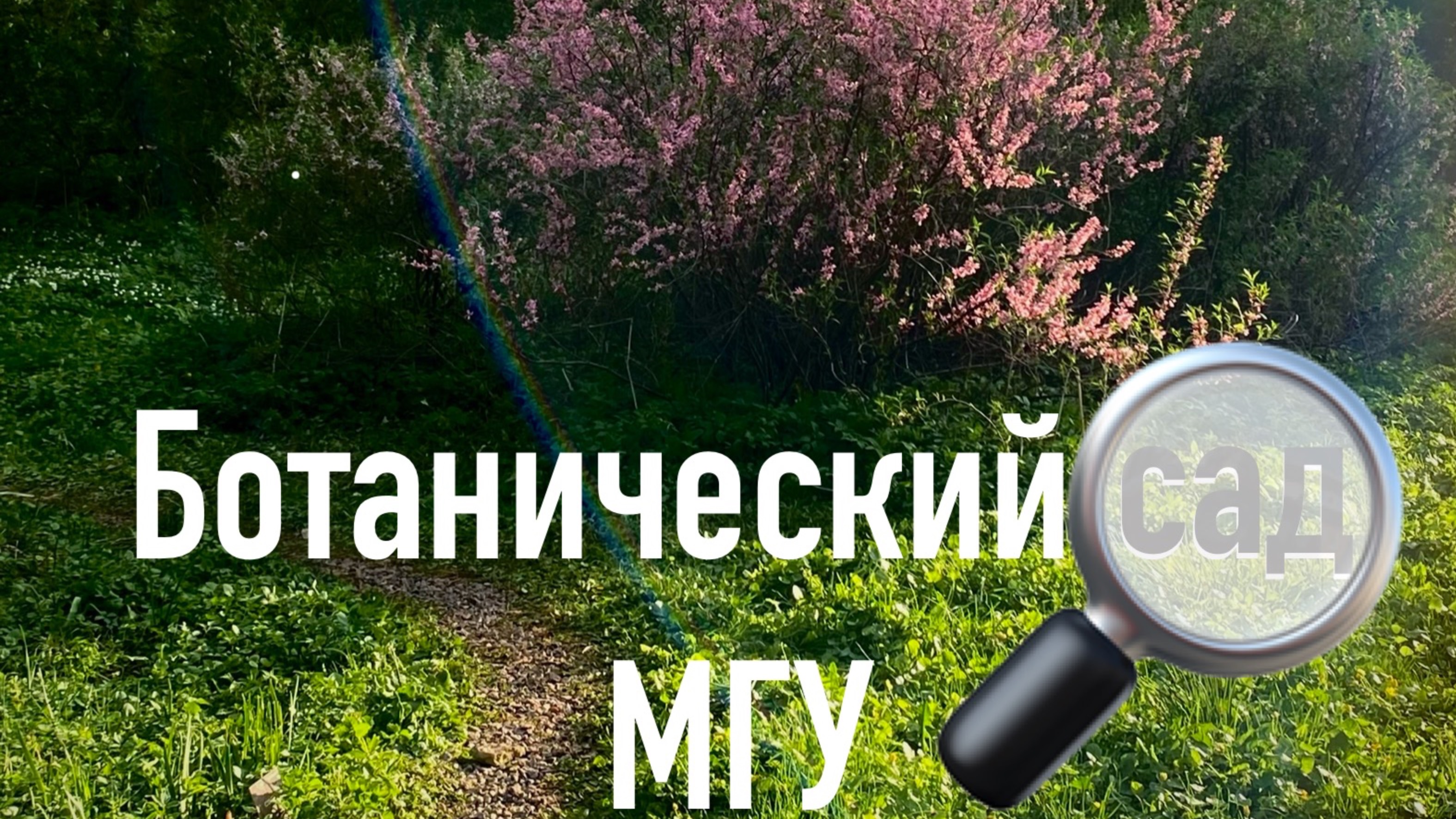 Прогулка по Ботаническому саду МГУ_25.04.25_ASMR_Music
