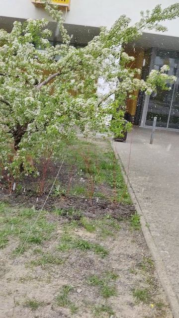 снег пошел в Подмосковье