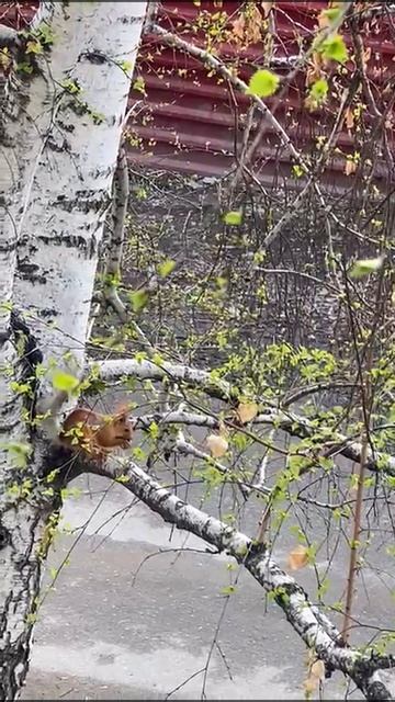 Будни белочки.