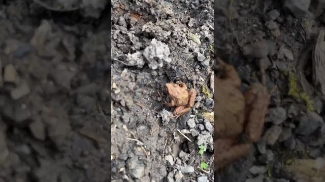 Поход в приют Фишт. Мы все таки видели медведя 😅