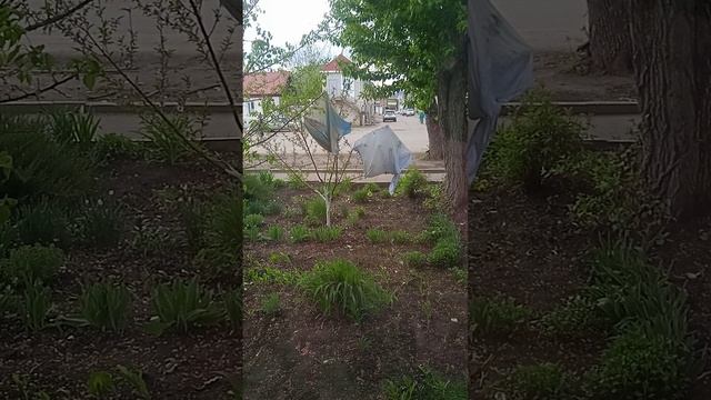 Спасаем персик от заморозков