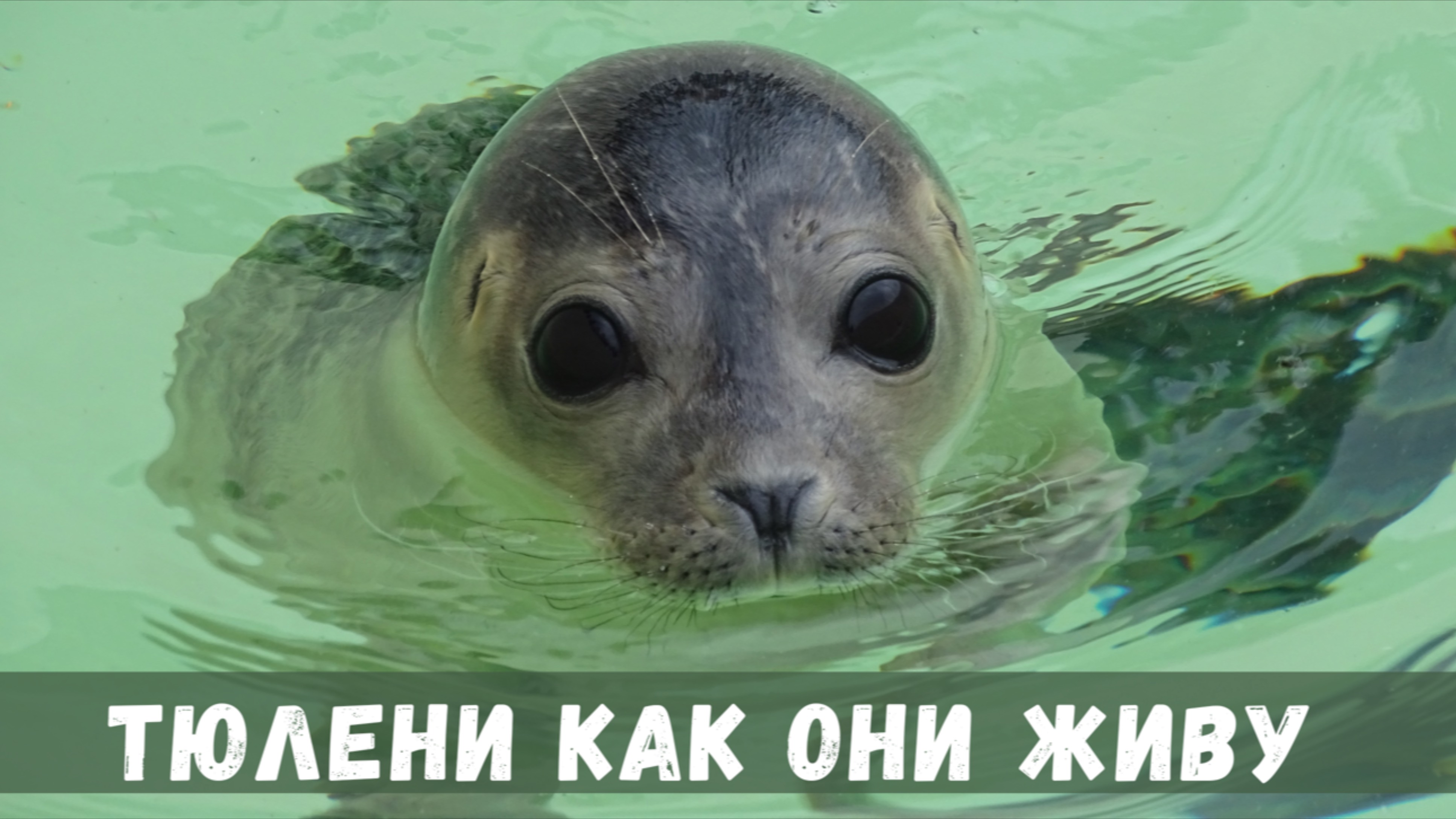 Тюлени_ Удивительные факты и истории