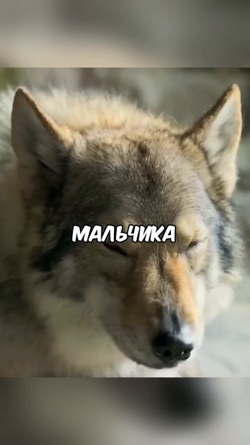 Мальчик приручил волка😨 #моментизфильма #кино #фильм