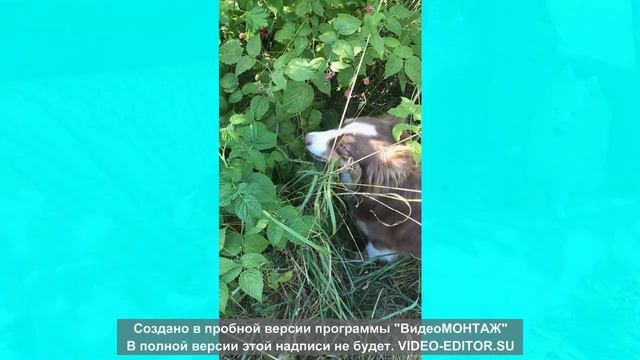 Из жизни Арси