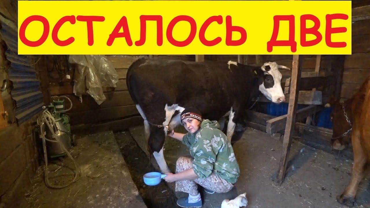 Где ваши КОРОВЫ? Почти все на месте кроме одной.