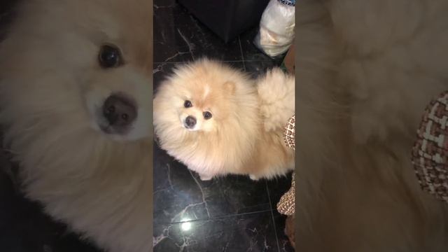 Хитрый шпицуля Лакки Выполняет Команды для вас❤️