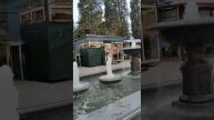 Гармония лап и ландшафтов