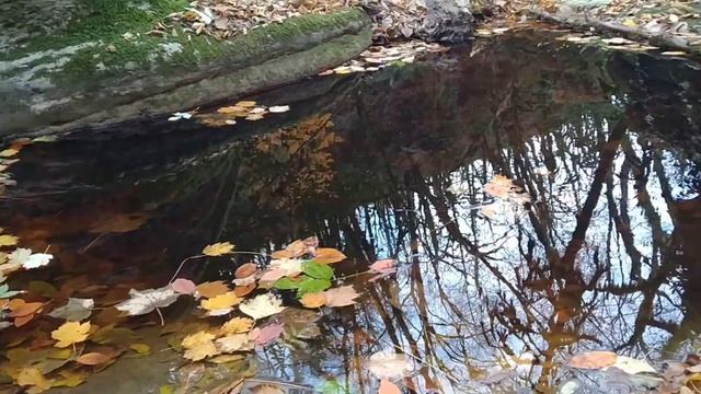 Прогулка по Дзыхринскому ущелью и по лесу рядом. 12.12.2020. Сочи.