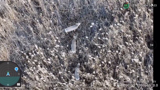 Осенний полёт на DJI mini 2 , нашли косуль