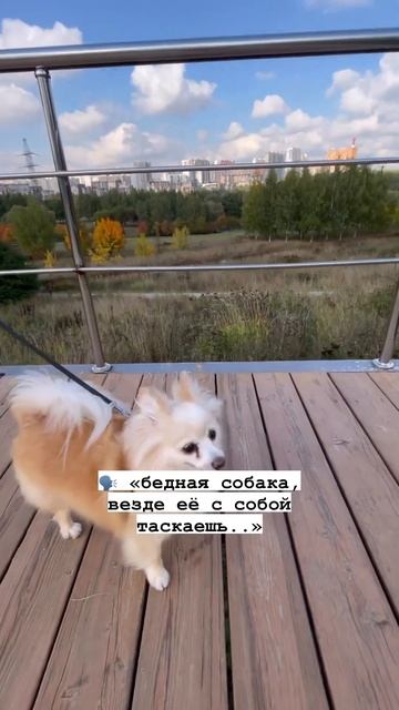 А вы берёте своих любимцев с собой на отдых? #собака #собаки #шпиц #шпицы