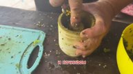 Рецепт классической зелёной аджики