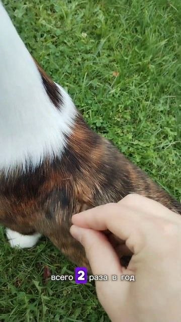 Линька #корги