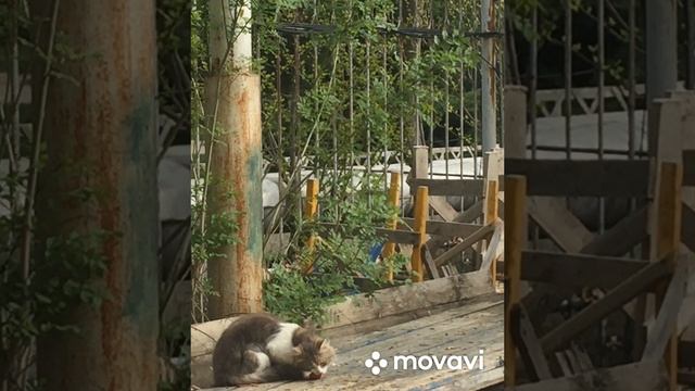 Завтрак котиков в санатории. 27.04.2025 г. Анапа.