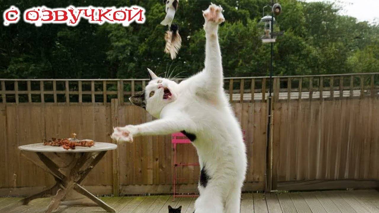 Приколы с котами! - С ОЗВУЧКОЙ! Смешные коты и КОШКИ!!! Самые смешные животные! угар!