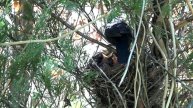 Черный дрозд Turdus merula / Черный дрозд кормит птенцов / голоса птиц голос кукушки пение птиц