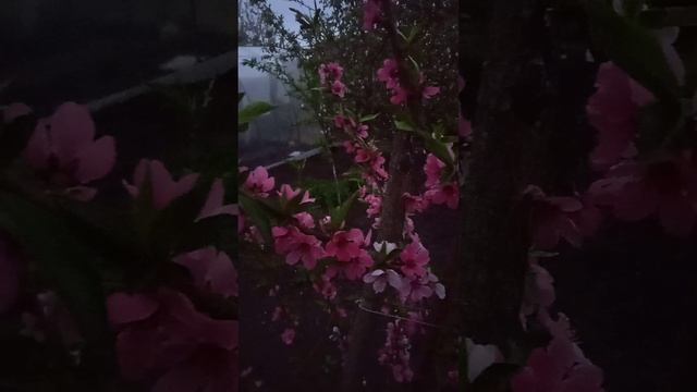 Персик Донской поменял окраску цветов на малиновый цвет, спасаем сад от заморозкоа