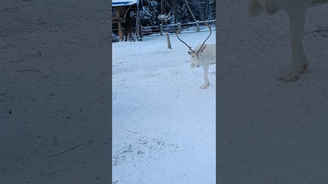 Северные олени