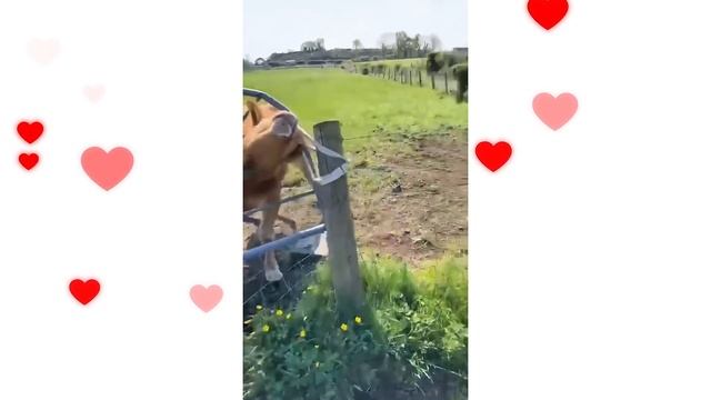 Ты ПРОСТО обязан это увидеть! Самые СМЕШНЫЕ и МИЛЫЕ домашние животные 2025