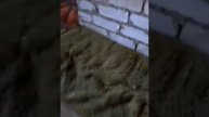 Наш шалаш