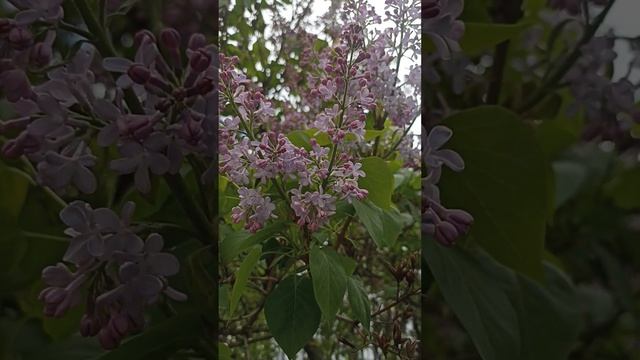 Пасхальный звон