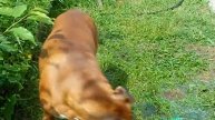 Веселая забава:боксер и водяной шланг.Fun fun:boxer and the water hose