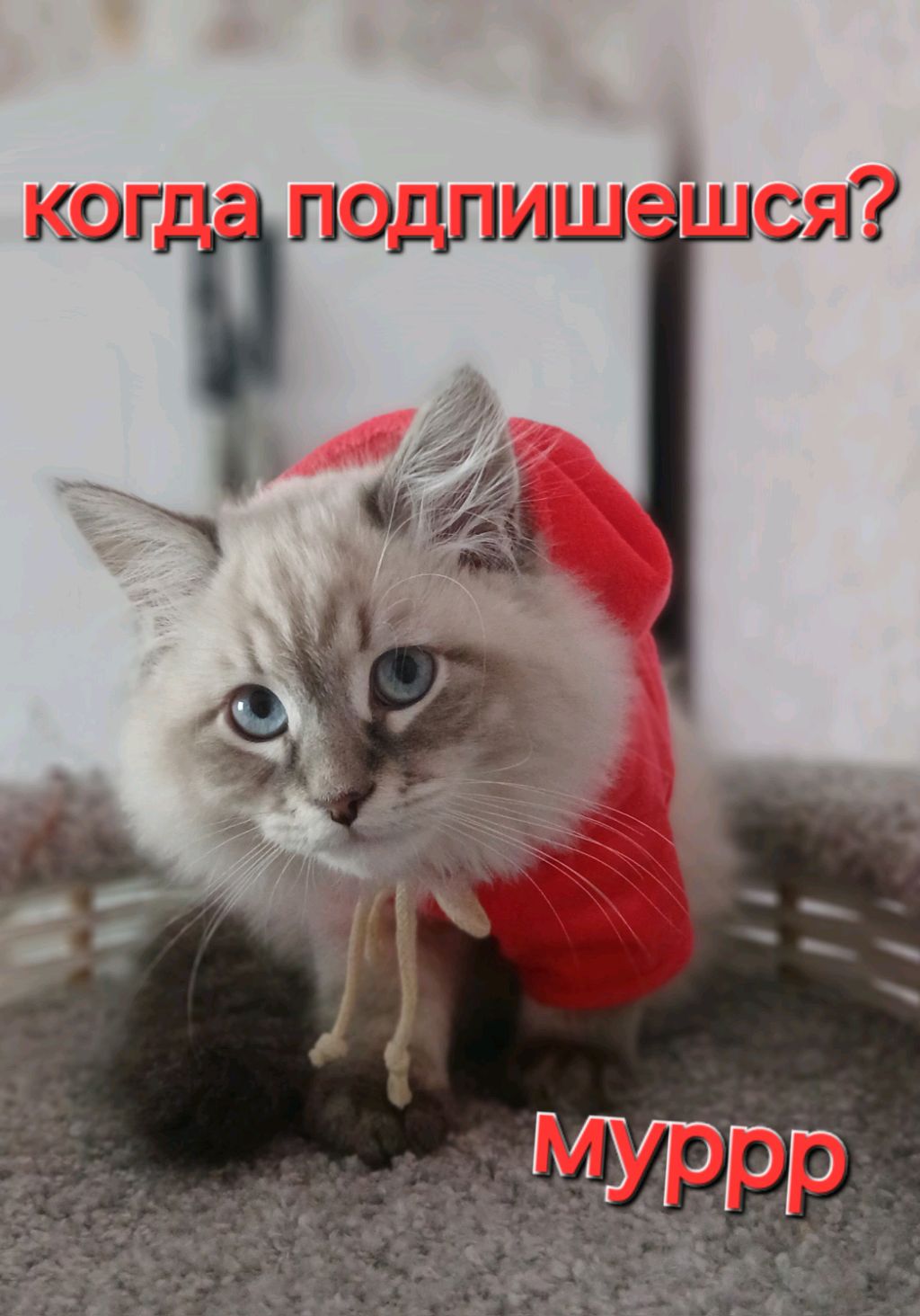 Я СОЗДАЛА СВОЙ ТЕЛЕГРАМ КАНАЛ!!